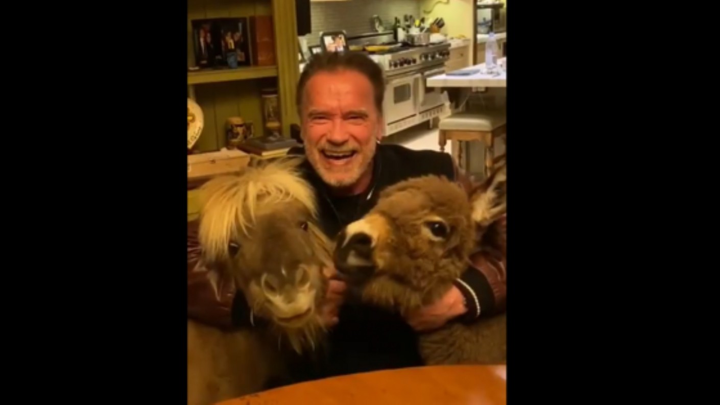 Otthon marad Schwarzenegger is