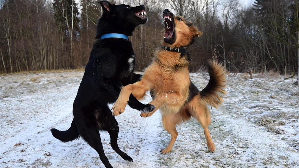 Állatviadalokat számoltak fel Nagykőrös külterületén