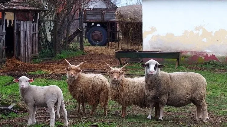 Kép: Barna Ferenc/agraragazat.hu