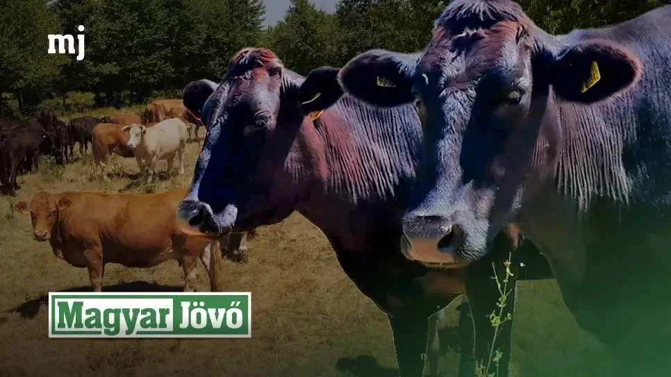 Jóval több mint gazdálkodás – hagyomány átörökítés a Bakonyban (+VIDEÓ)