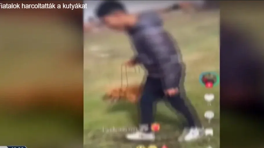 „Tinik” rendeztek kutyaviadalt Heves vármegyében