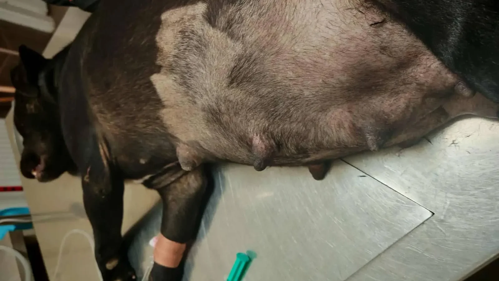 Hat kutyát lőttek le Pécel és Maglód határában