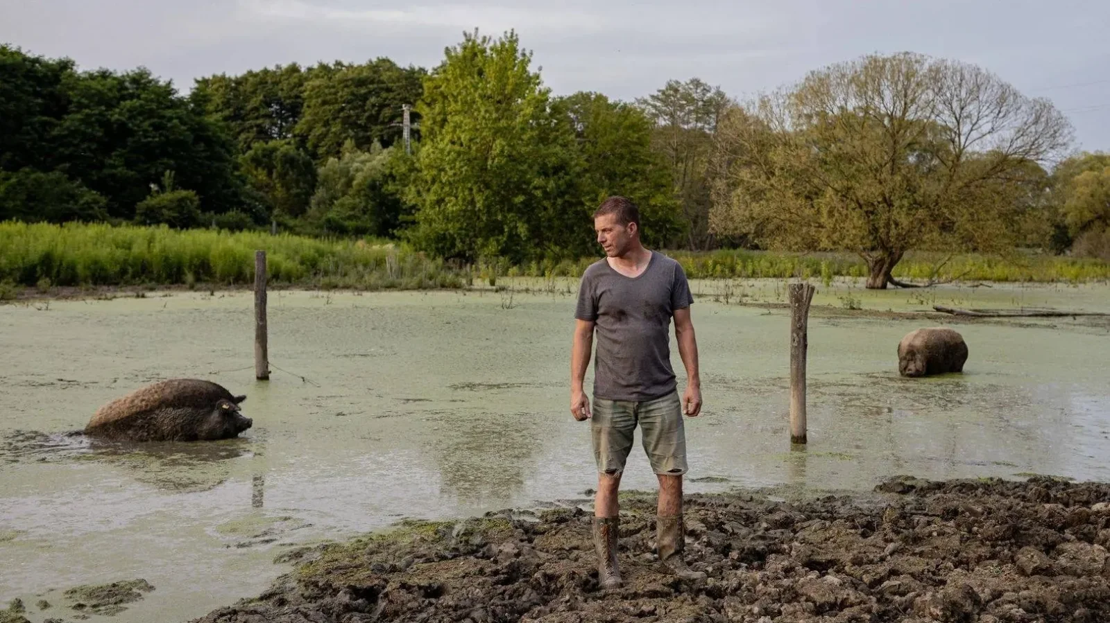 Hibbey Zsombor, sertéstelep Gutorföldén | Kép forrása: sajto-foto.hu/Kállai Márton