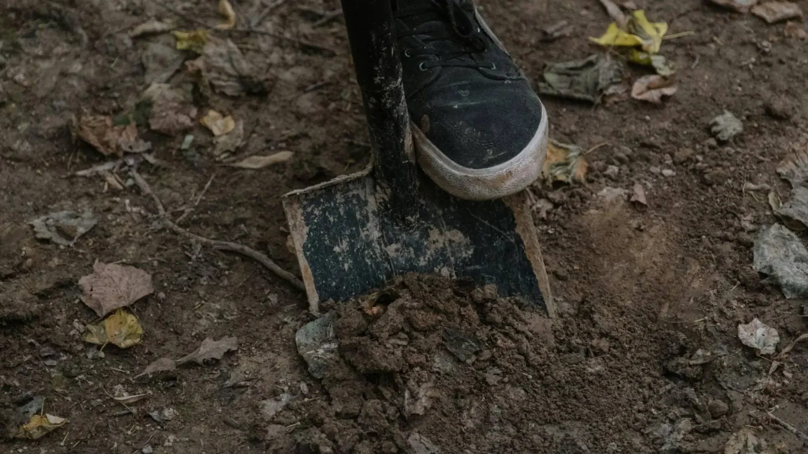 Kép forrása: Pexels