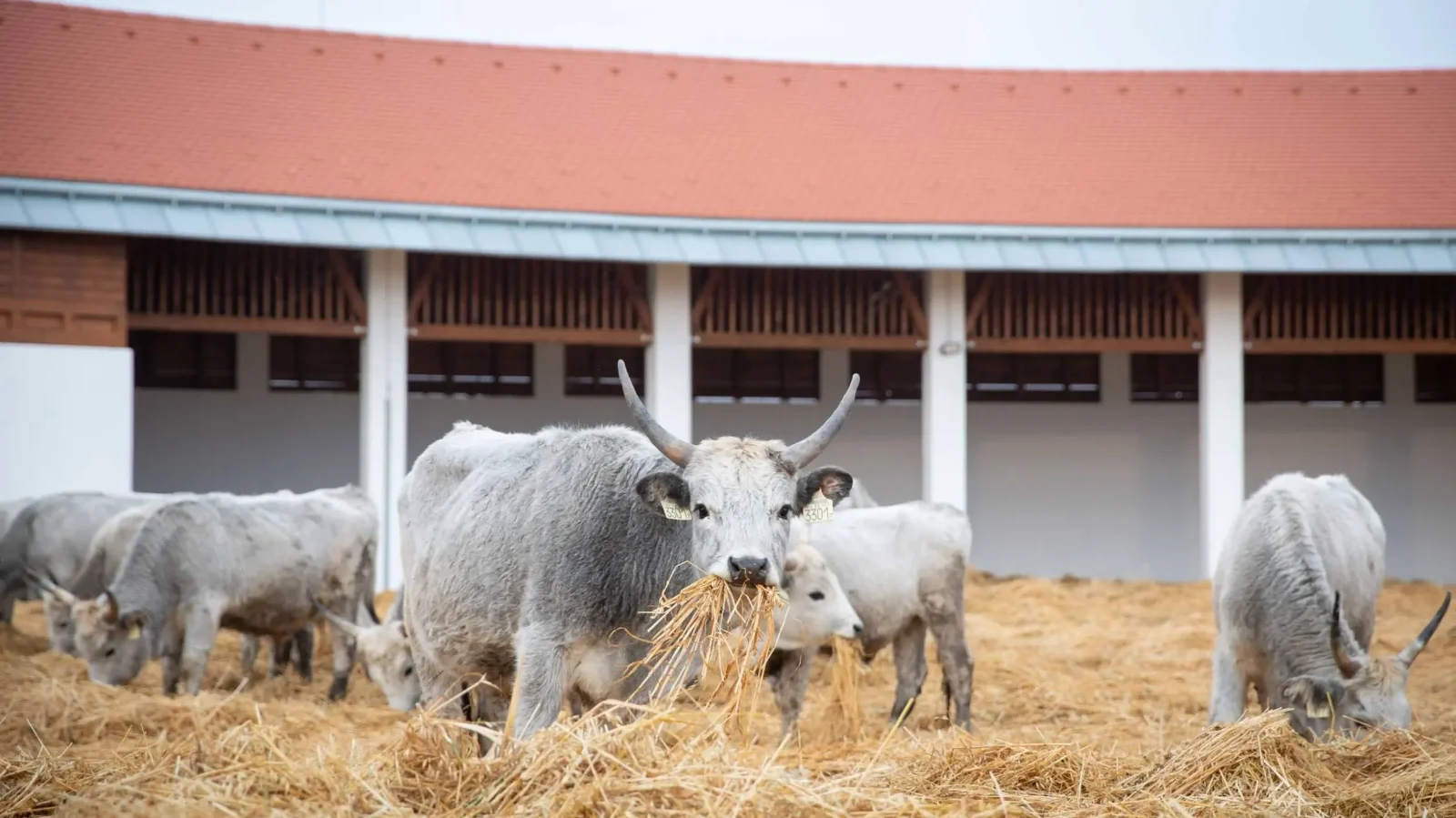 Kép forrása: Fekete István/agrokep.vg.hu