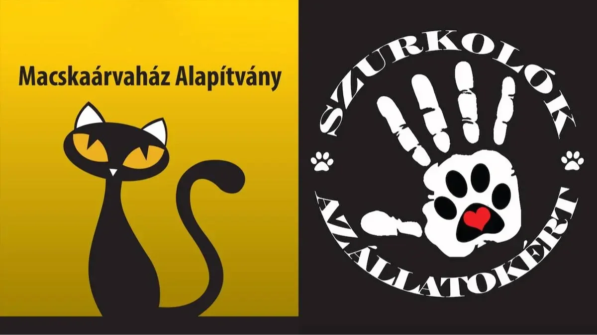 Kép forrása: Macskaárvaház Alapítvány, Szurkolók az Állatokért Mozgalom