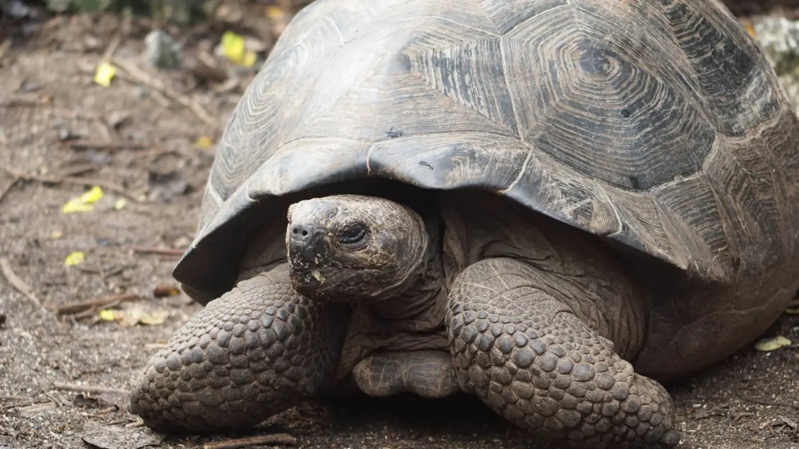 Kép forrása: zooinstitutes.com