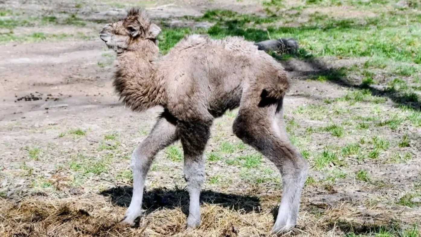 Az újszülött kétpúpú tevecsikó | Kép forrása: Miskolci Állatkert